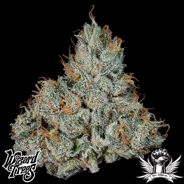 Wizard Trees Genetics Studio Sesh - Feminized