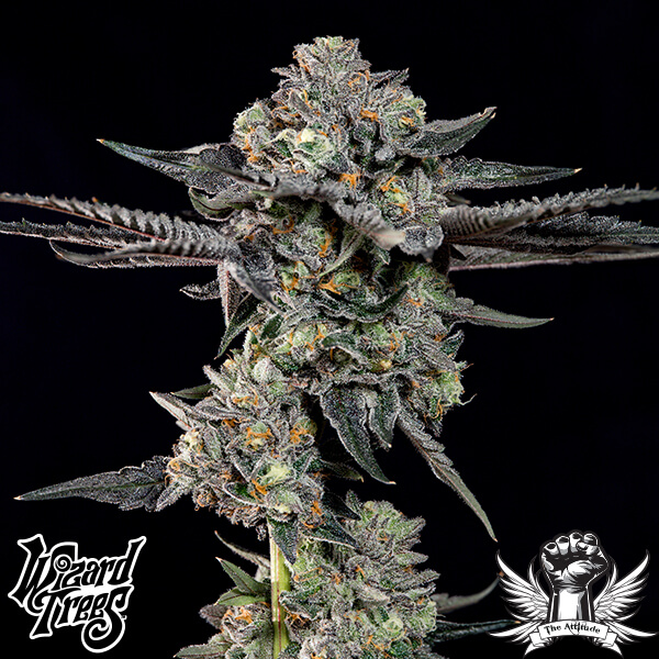 Wizard Trees Genetics Top G - Feminized