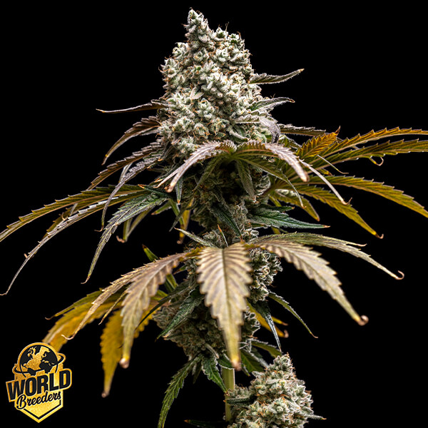 World Breeders Seeds Cherry Crush - Feminized