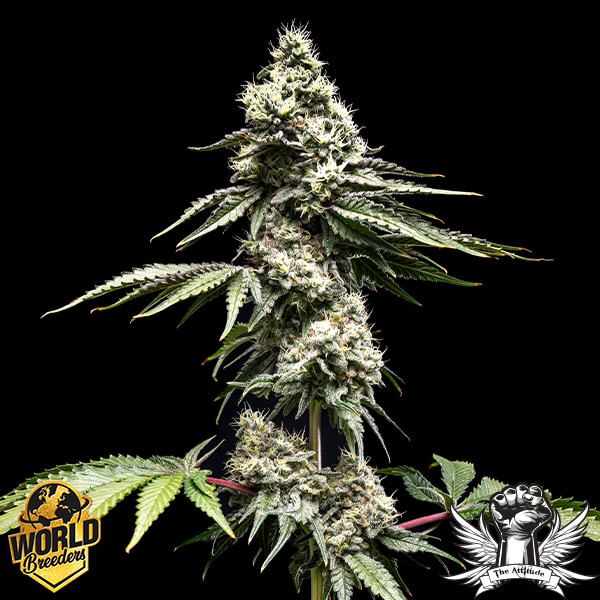 World Breeders Seeds Clementine Slush - Feminized