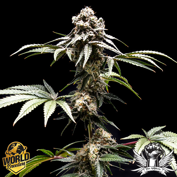 World Breeders Seeds Fizzy Gum - Feminized