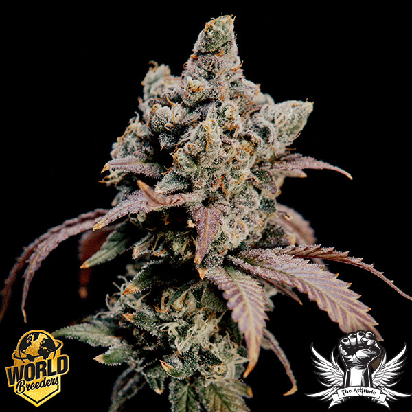 World Breeders Seeds Hidden Vice - Feminized