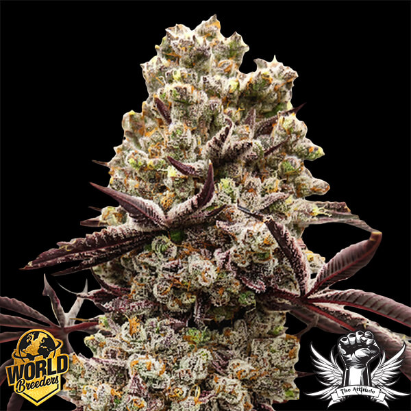 World Breeders Seeds Hokuzan - Feminized