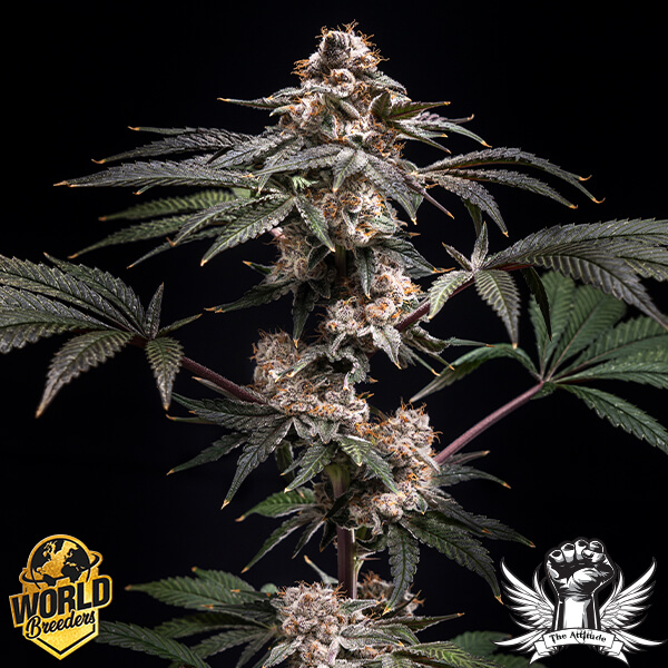World Breeders Seeds Pilot - Feminized