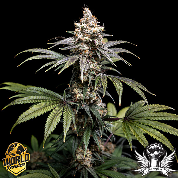 World Breeders Seeds Tropic Gem - Feminized