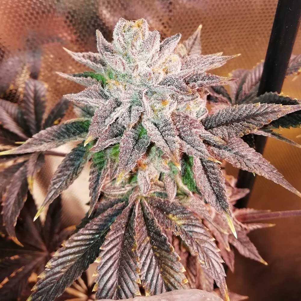 Grateful Seeds - Zhead - Feminized