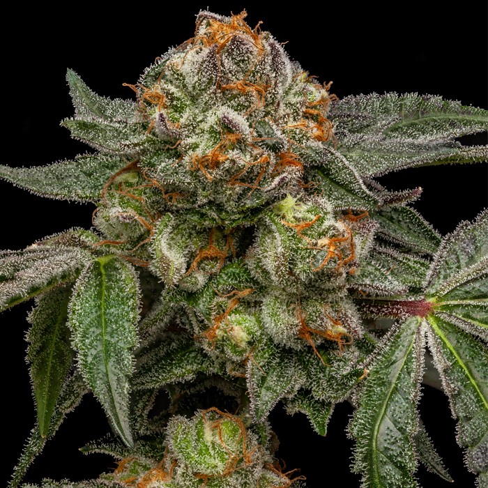 Zake - Feminized - Ripper Seeds