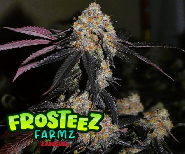 Zangria - Feminized - Frosteez Farms Seeds     