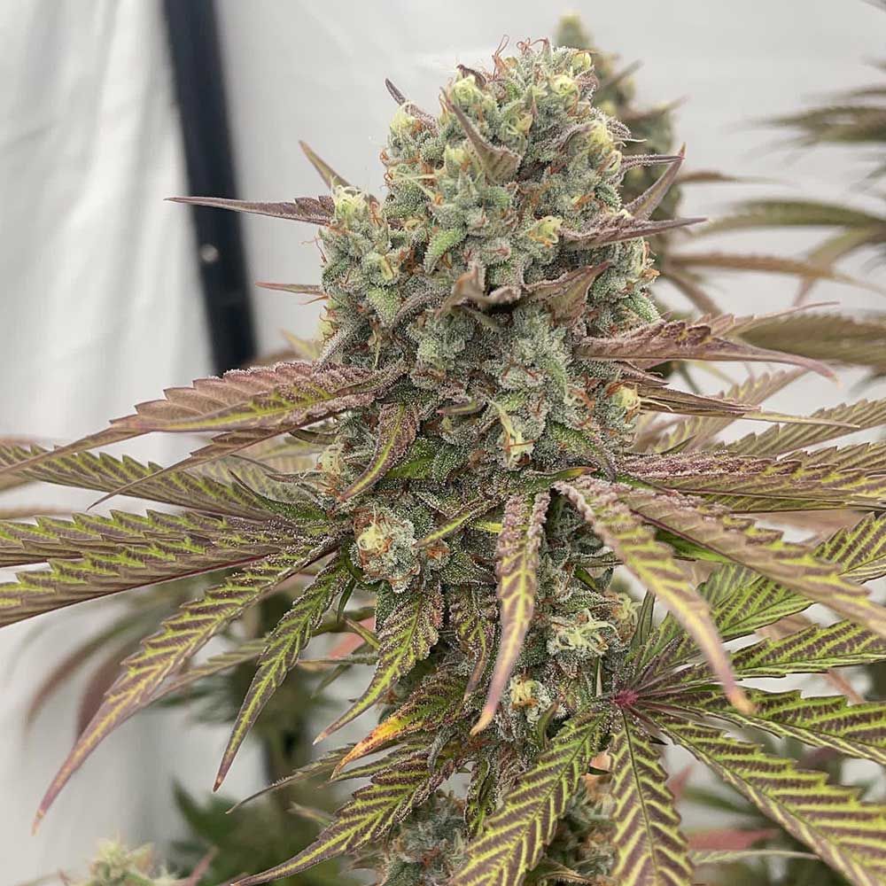 Conscious Genetics - Zapplewoodz - Feminized