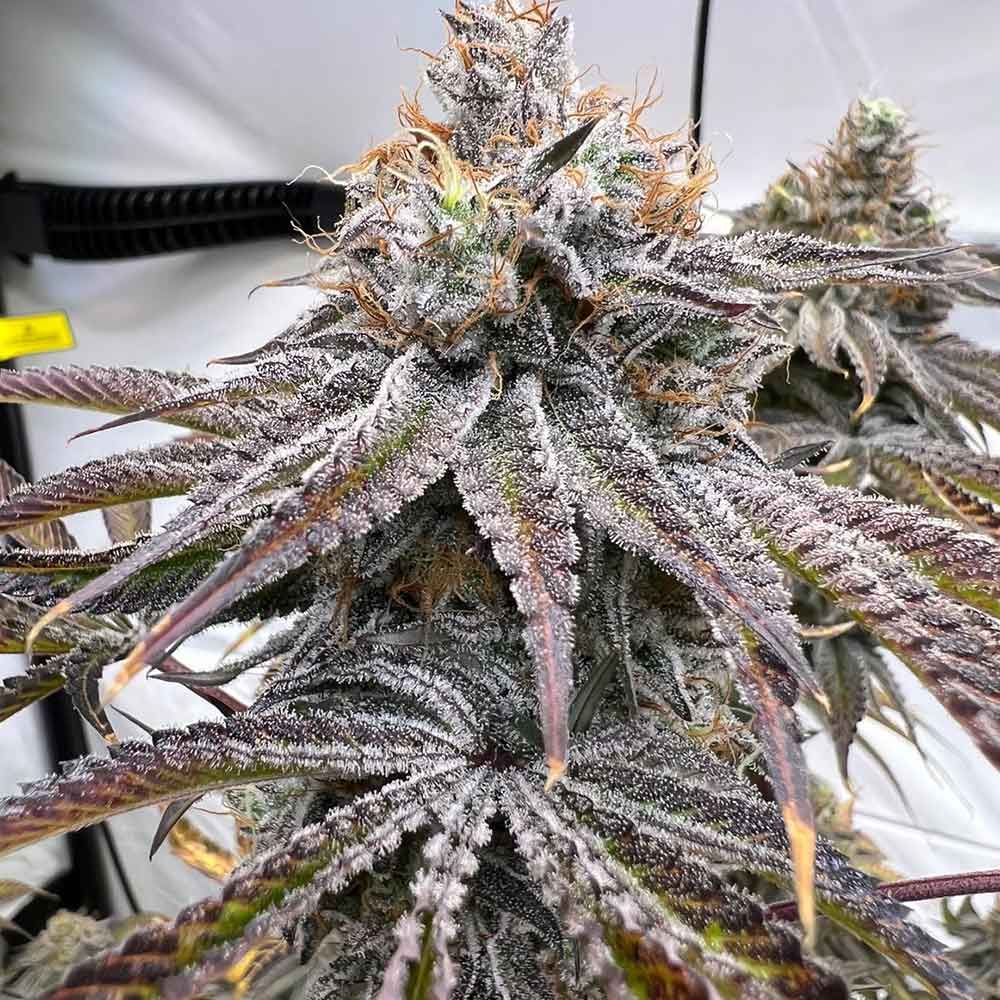 Conscious Genetics - Zapplez 2.0 - Feminized
