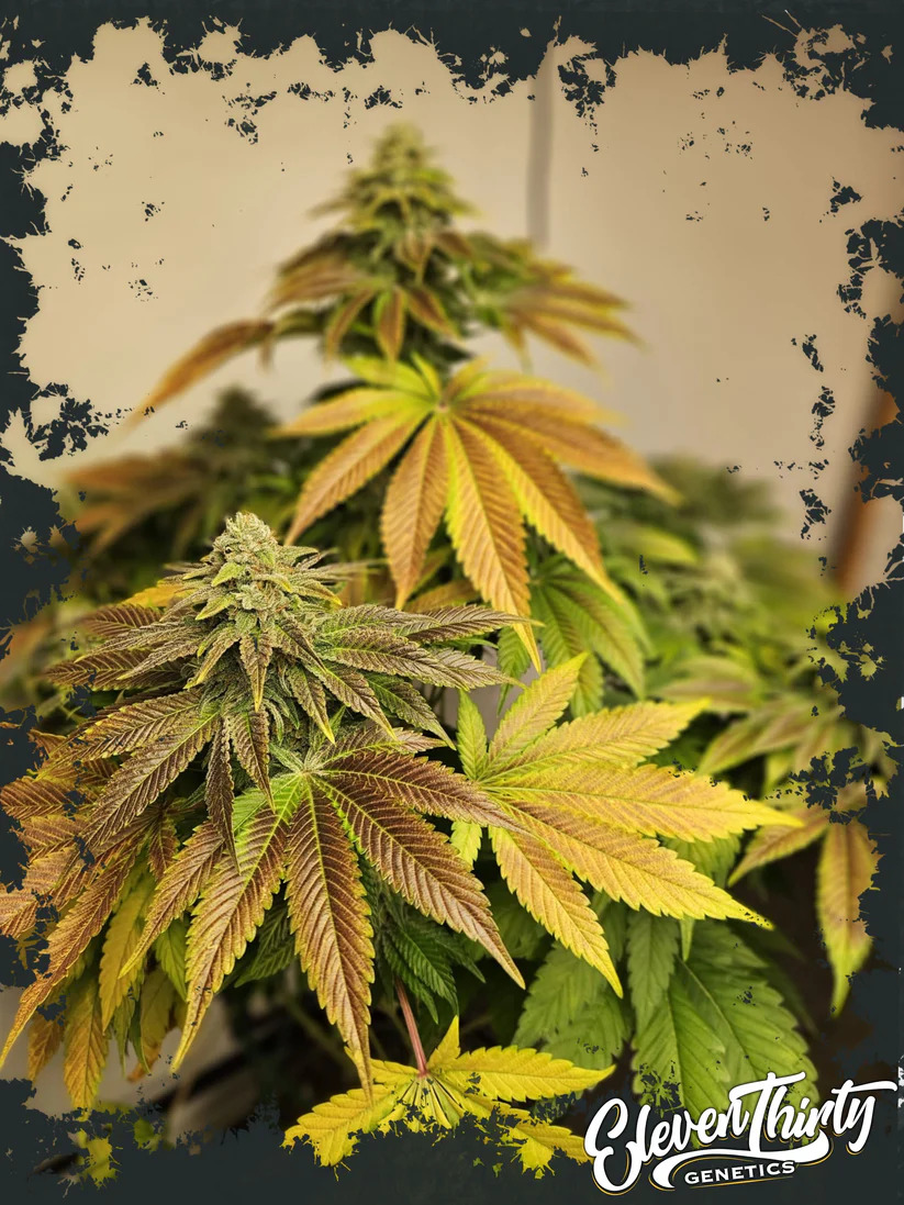 Eleven Thirty Genetics - Zerbert - Feminized Eleven Thirty Genetics - Zerbert - Feminized