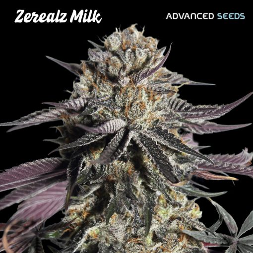 Advanced Seeds - Zerealz Milk - Feminized Advanced Seeds - Zerealz Milk - Feminized