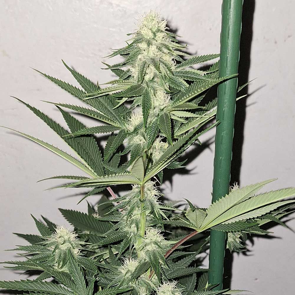 Karma Genetics Seeds - Zi Fritter - Regular