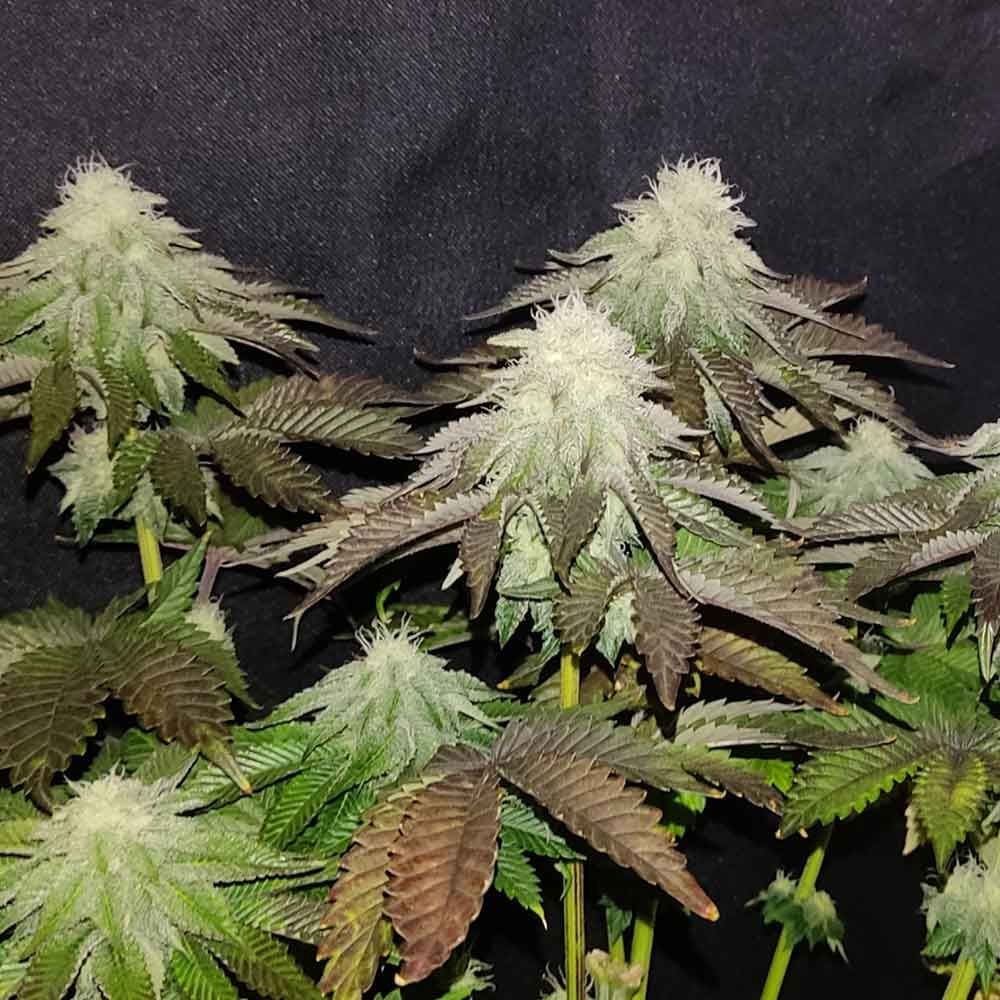 Karma Genetics Seeds - Zi Melon - Regular