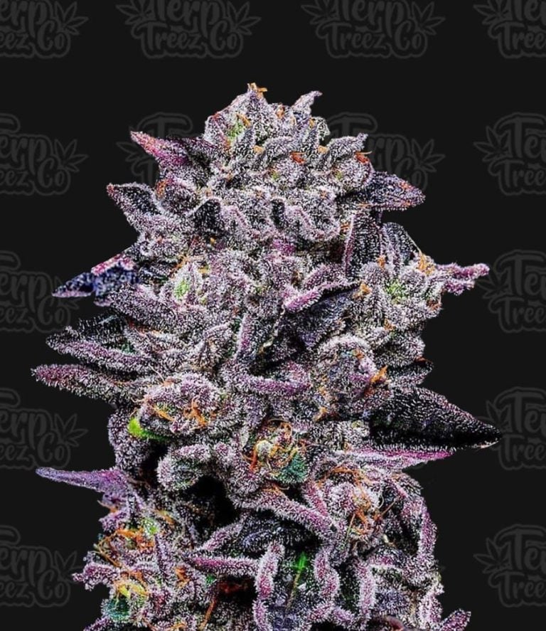 Zinnamon Milk - Feminized - Terp Treez Co Zinnamon Milk - Feminized - Terp Treez Co
