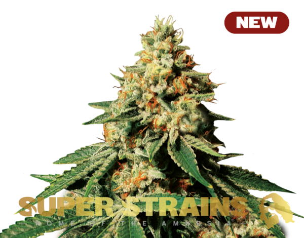 Superstrains Seeds - Zkittlez Feminised