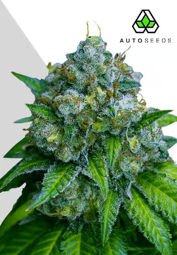 Auto Seeds - Zkittlez Auto - Feminised