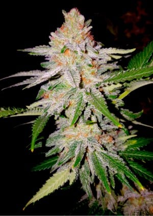 Green Poison Fast Version - Feminized - 2023 Cannabis Seed Collection 