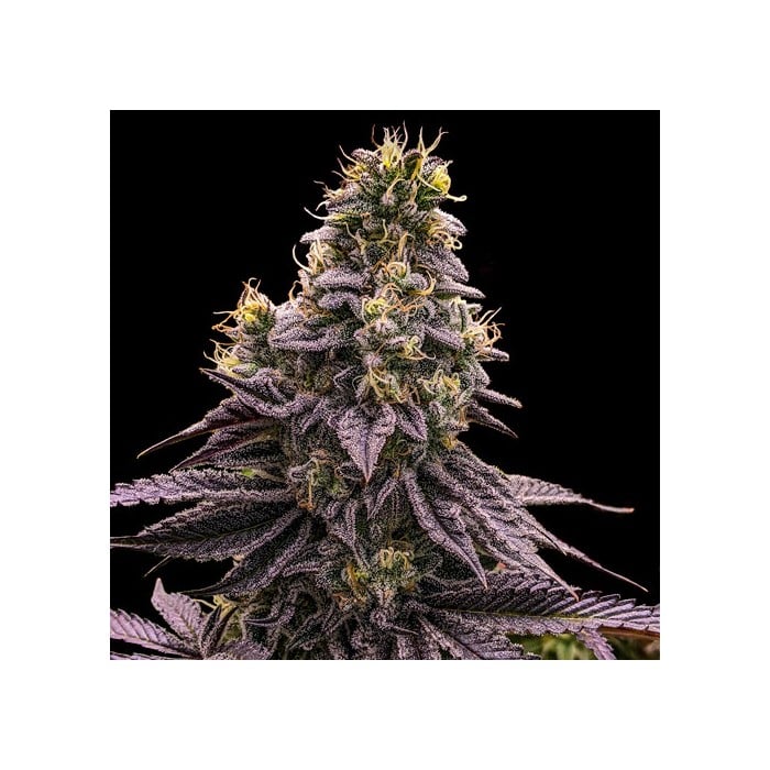 Ripper Seeds - Zombie Bride Feminized Ripper Seeds - Zombie Bride Feminized