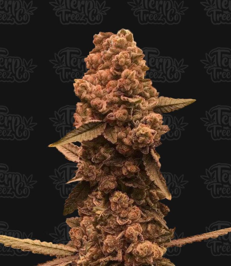 Terp Treez Co - Ztrawberry Fizz Feminized
