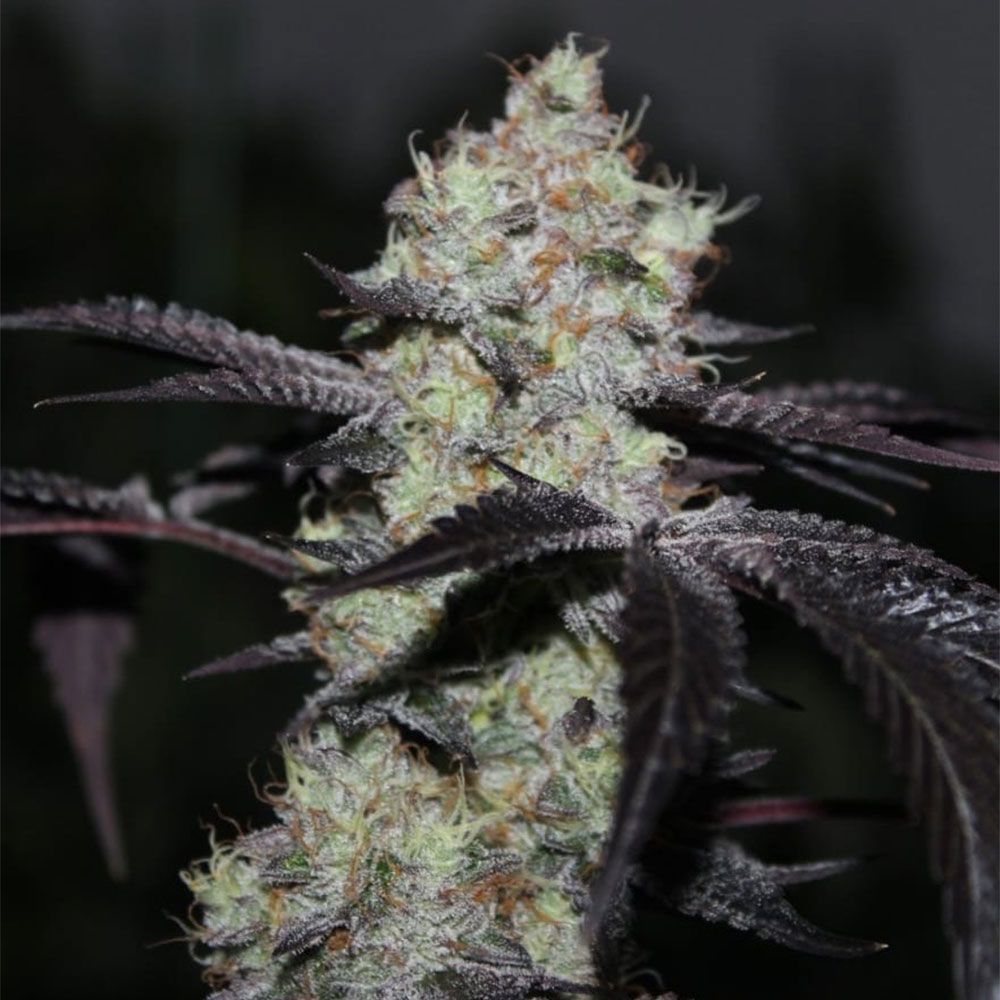 Grounded Genetics - Zwisher - Feminized Grounded Genetics - Zwisher - Feminized