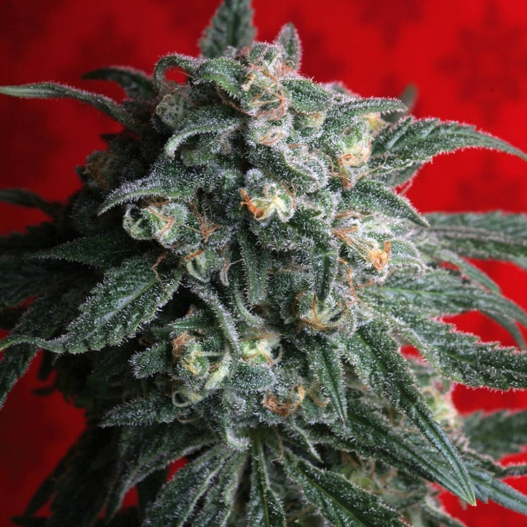 T.H.Seeds A-Train Feminised