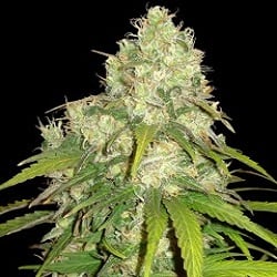 World of Seeds Medical Collection Afghan Kush x Yumbolt Feminized