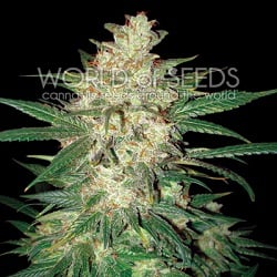 Colombian Gold Ryder - Feminized - World of Seeds
