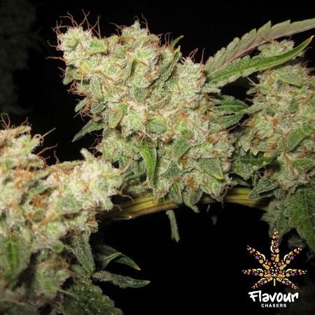 Flavour Chasers Seeds Alien Glue Feminized