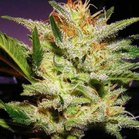 Auto Amnesia Haze - Feminized - Sensible Seeds Premium Selection