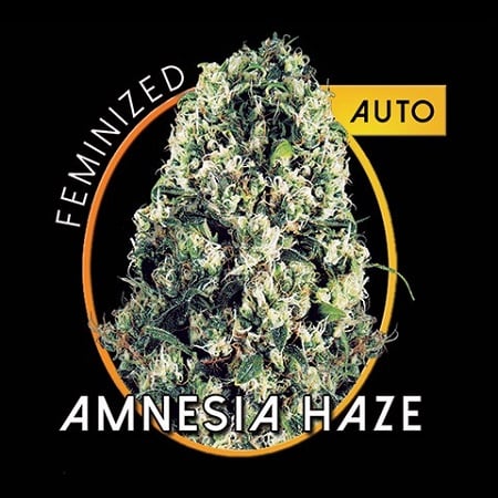 Vision Seeds Amnesia Haze Auto Feminized