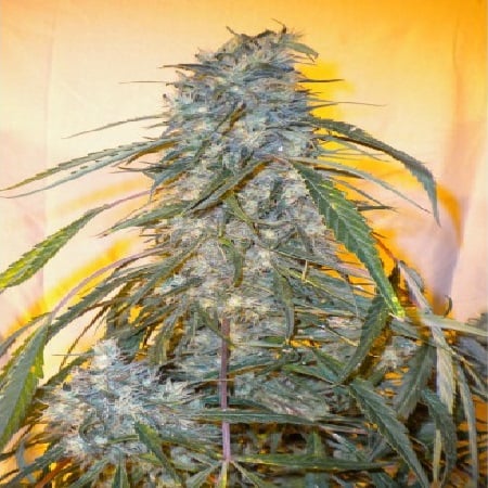 Flash Seeds Annapurna Super Auto Feminised