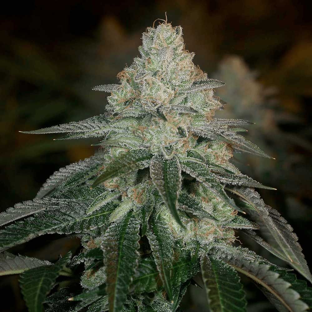 Archive Seedbank - Hazmat Feminized Archive Seedbank - Hazmat Feminized