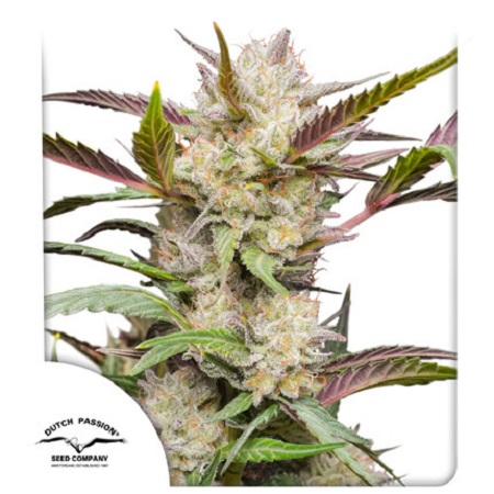 Auto Mimosa Punch - Feminized - Dutch Passion Seeds