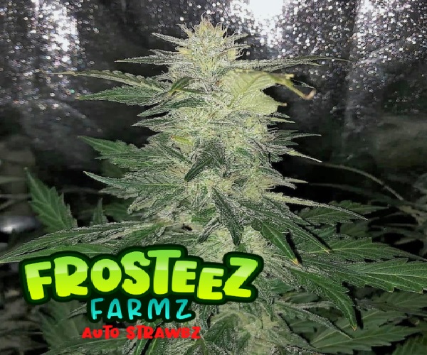 Auto Strawbz - Feminized - Frosteez Farms Seeds       