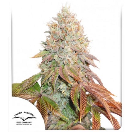 Auto Banana Blaze - Feminized - Dutch Passion