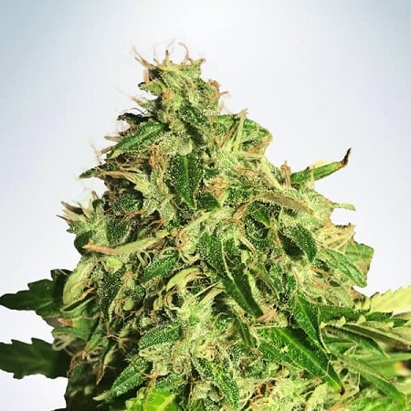Ministry of Cannabis Seeds Auto Cannabis Light Feminized