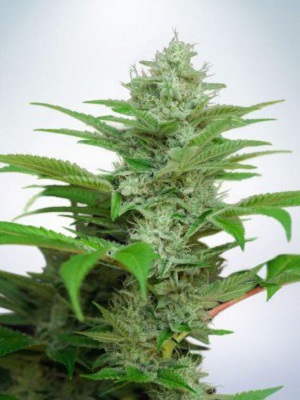 Ministry of Cannabis Seeds Auto CBD Star Feminized