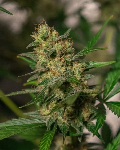 Green Label Seeds Automatic Easy Skunk Feminized