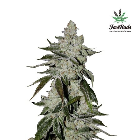 Girl Scout Cookies Auto – Feminized – Fast Buds