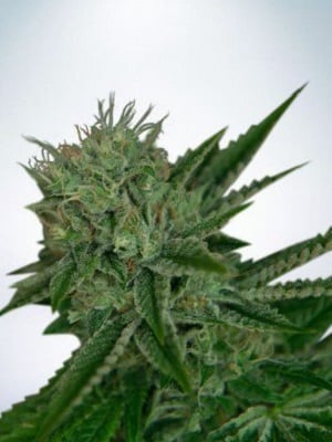 Ministry of Cannabis Seeds Auto Northern Lights Feminized