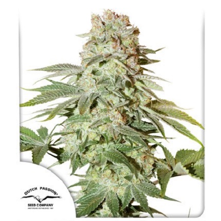 Auto Power Plant - Feminized - Dutch Passion