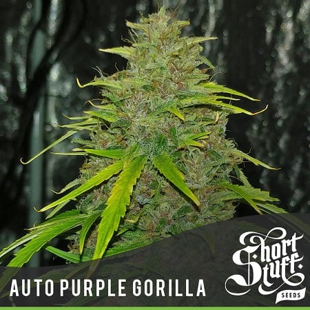 Shortstuff Seeds Auto Purple Gorilla Feminized
