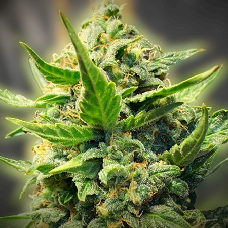 Back To The Future #2 - Feminized - Tastebudz Back To The Future #2 - Feminized - Tastebudz