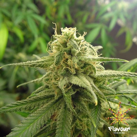 Flavour Chasers Seeds Banana O.G. Feminized
