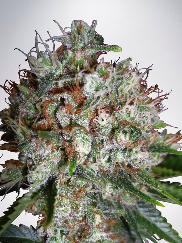 Ministry of Cannabis Seeds Big Bud XXL Feminized