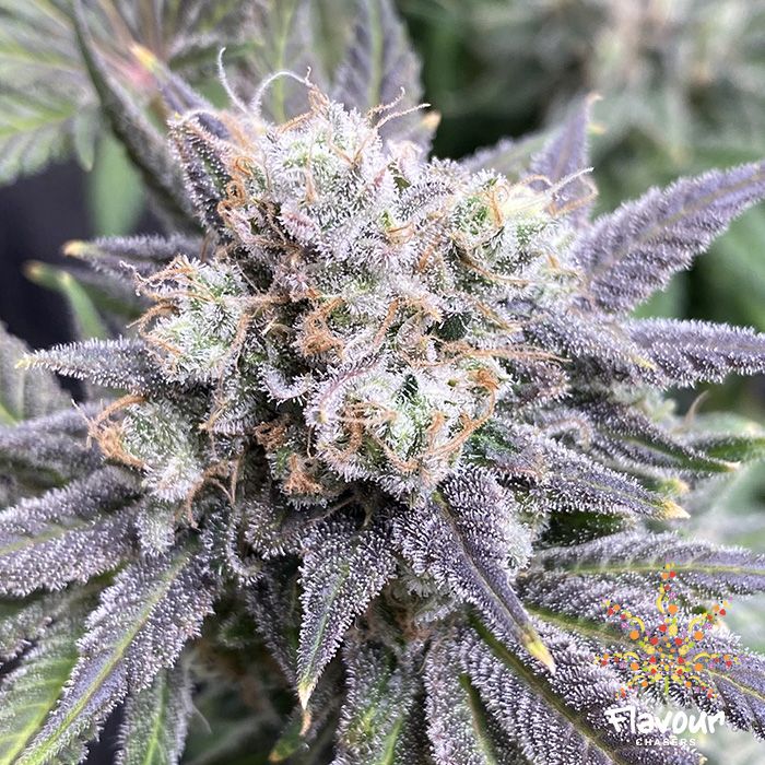 Flavour Chasers Seeds Black Cherry Soda Feminized 