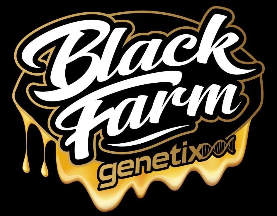 Motor Crasher - Feminized - Black Farm Genetix 