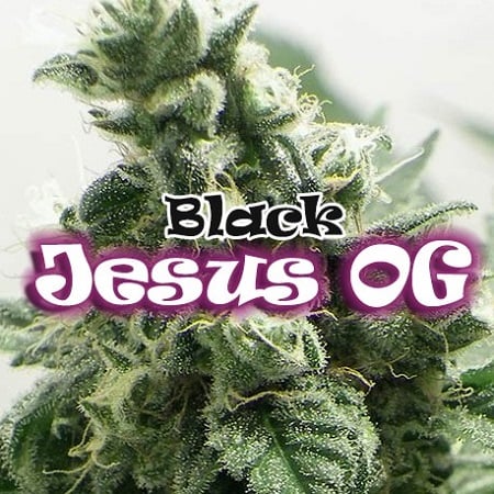 Black Jesus OG - Feminized - Dr Underground Seeds