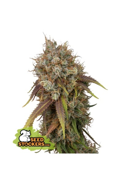 Black Rainbow - Feminized - Seed Stockers  